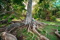 Botanical Garden Pamplemousses, Mauritius.