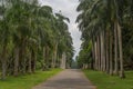 Botanical Garden of Peradeniya