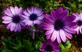 botanical Garden Purple color Flowers