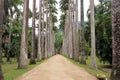 Road surrounded by palm trees in the Botanical garden park of Rio de Janeiro, Brazil. Royalty Free Stock Photo