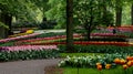 A botanical garden with several tulip beds Royalty Free Stock Photo