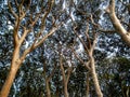 Stone pines and the crown shyness