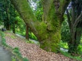 In the botanical garden. Tree trunk in moss.. Collection of different plants in one place. In a dense forest. Greenery of the Royalty Free Stock Photo