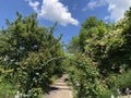 Botanical Garden of the University of Zurich or Botanischer Garten der Universitaet Zuerich