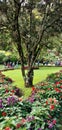 Botanical garden view in Nilgiri hills, Tamilnadu, India.