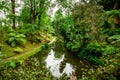 Botanical garden view, Terra Nostra park, Azores islands