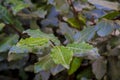 Bay tree with green leaves in the garden