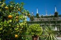 Botanical gardens, Borromeo palace, Isola bella, lake Lago Maggiore, Italy Royalty Free Stock Photo