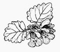 Botanical hand drawing of alehoof, ground-ivy