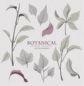Botanical, hand drawn vector elements