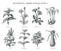 Botanical herbs collection hand draw engraving style black and white clip art isolated on white background