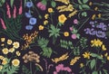 Botanical horizontal backdrop with blooming wild flowers, summer meadow flowering herbs and gorgeous herbaceous plants