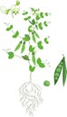 Botanical illustration. Pea plant Pisum sativum with flowers, green leaves and root system isolated on white background