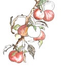 botanical illustration. apples, graphics
