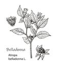 Botanical illustration of Belladonna. Hand drawn sketch of poisonous plant - Atropa belladonna. Dangerous beautiful