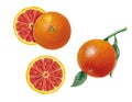 Botanical illustration of blood orange