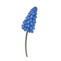 botanical illustration blue muscari flower branch blooming spring garden nature isolated on white background