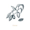 Botanical illustration of cacao bean. Cocoa branch sketch in vector. Drawn organic food, eco plant in engraving style.