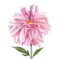 Botanical illustration. Elegant dahlia of pink flower on isolated white background, watercolor illustration Royalty Free Stock Photo