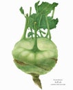 Botanical illustration Green Kohlrabi