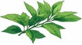 Botanical Illustration of Green Plant with Leaves and Branches, Vector Drawing Royalty Free Stock Photo