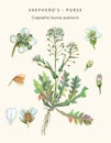 Botanical illustration of a herb of Shepherd`s purse