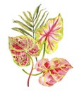 Watercolor hand drawn pink and green rainforest tropical leaves bouquet composition. Royalty Free Stock Photo