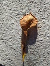 Autumn leaf of horse chestnut. Eco background. Photo illustration of nature. Royalty Free Stock Photo