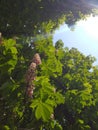 Decorative flowering of horse chestnut. Urban landscape. Eco background. Photo illustration of nature. Royalty Free Stock Photo