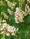 Decorative flowering of horse chestnut. Urban landscape. Eco background. Photo illustration of nature. Royalty Free Stock Photo