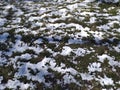 Mosaic of snow-covered spots and lawn grass. Eco background. Photo illustration of nature. Royalty Free Stock Photo