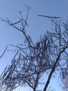 Crown of catalpa with pods. Eco background. Photo illustration of nature. Royalty Free Stock Photo