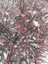 Iced branches of barberry with berries. Eco background. Photo illustration of nature. Royalty Free Stock Photo