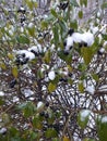 Iced branches of privet with berries. Eco background. Photo illustration of nature. Royalty Free Stock Photo