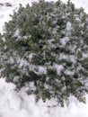 Iced branches of yew berry. Eco background. Photo illustration of nature. Royalty Free Stock Photo