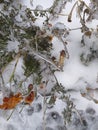 Iced flowers of tagetes. Eco background. Photo illustration of nature. Royalty Free Stock Photo