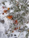 Iced flowers of tagetes. Eco background. Photo illustration of nature. Royalty Free Stock Photo