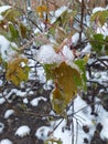 Iced maple branches with leaves. Eco background. Photo illustration of nature. Royalty Free Stock Photo