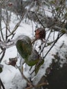 Iced rose hips. Eco background. Photo illustration of nature. Royalty Free Stock Photo