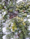 Icy branches of mountain pine. Eco background. Photo illustration of nature. Royalty Free Stock Photo