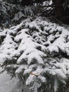 Snow-covered branches of blue spruce. Urban landscape. Eco background. Photo illustration of nature. Royalty Free Stock Photo