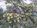 Snow-covered branches of a Norway spruce hedge. Urban landscape. Eco background. Photo illustration of nature. Royalty Free Stock Photo