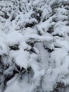 Snow covered juniper branches. Urban landscape. Eco background. Photo illustration of nature. Royalty Free Stock Photo