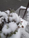 Snow covered rose bush. Eco background. Photo illustration of nature. Royalty Free Stock Photo