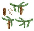 Botanical illustration of norway spruce Picea abies