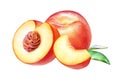 Botanical illustration of the peaches Royalty Free Stock Photo