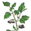 botanical illustration of a plant. forest nightshade, berries Royalty Free Stock Photo