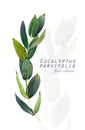 Botanical illustration. Postcard card with twigs of eucalyptus parvifolia.