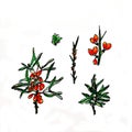 botanical illustration. sea buckthorn plant, berries, leaves.