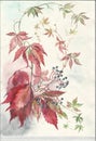 Wild grapes. Botanical illustration. Painting watercolor flowers painted by hand. Royalty Free Stock Photo